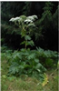 Giant Hogweed - Mature Plant